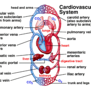 Cardiovascular System