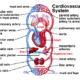 Cardiovascular System