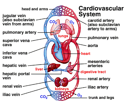 Cardiovascular System