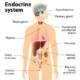 Endocrine System