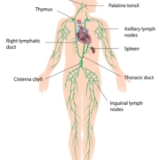 Lymphatic System