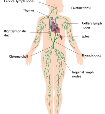 Lymphatic System