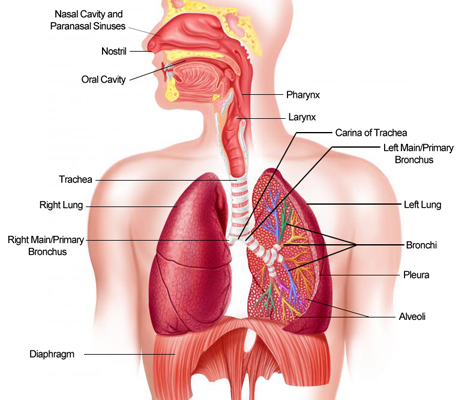 Respiratory System