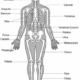 Skeletal System